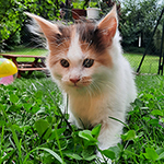 Kocurek Maine Coon