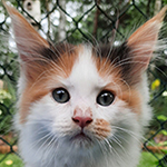 Kocurek Maine Coon