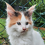 Kocurek Maine Coon