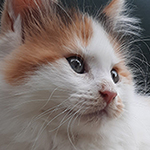 Kocurek Maine Coon