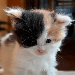 Kotka Maine Coon