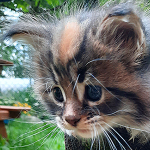 Kotka Maine Coon