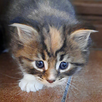 Kotka Maine Coon