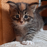 Kotka Maine Coon