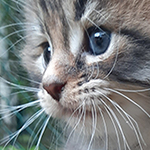 Kotka Maine Coon