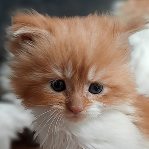 Kotka Maine Coon