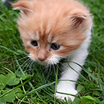 Kotka Maine Coon