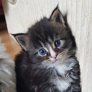 Kocurek Maine Coon