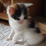 Kotka Maine Coon