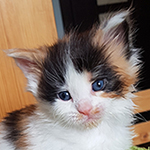 Kotka Maine Coon