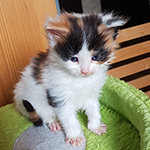 Kotka Maine Coon