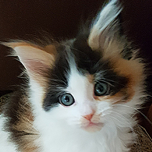 Kotka Maine Coon