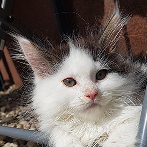 Kocurek Maine Coon