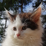 Kocurek Maine Coon