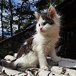 Kocurek Maine Coon