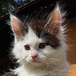 Kocurek Maine Coon