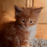 Kotka Maine Coon