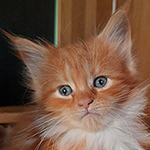 Kotka Maine Coon