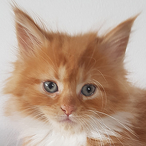 Kotka Maine Coon