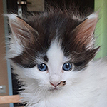 Kocurek Maine Coon