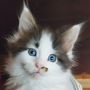 Kocurek Maine Coon