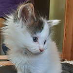 Kocurek Maine Coon