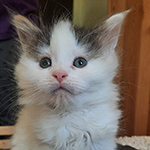 Kocurek Maine Coon