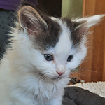 Kocurek Maine Coon