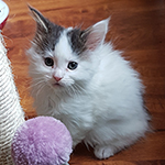 Kocurek Maine Coon