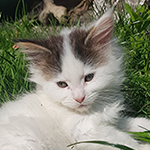 Kocurek Maine Coon