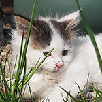 Kocurek Maine Coon