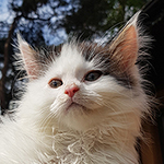 Kocurek Maine Coon