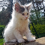 Kocurek Maine Coon