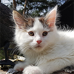 Kocurek Maine Coon