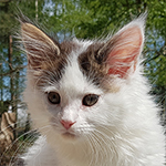 Kocurek Maine Coon