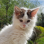 Kocurek Maine Coon