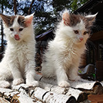 Kocurek Maine Coon