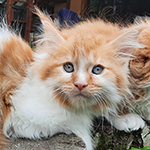 Kocurek Maine Coon