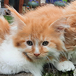 Kocurek Maine Coon