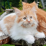 Kocurek Maine Coon