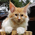 Kocurek Maine Coon