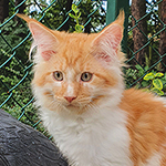 Kocurek Maine Coon