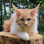 Kocurek Maine Coon