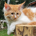 Kocurek Maine Coon