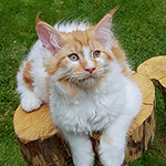 Kocurek Maine Coon