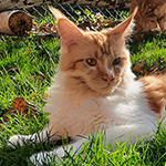 Kocurek Maine Coon