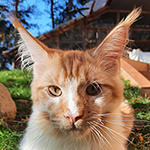 Kocurek Maine Coon