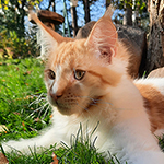 Kocurek Maine Coon