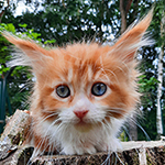 Kotka Maine Coon