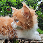 Kotka Maine Coon